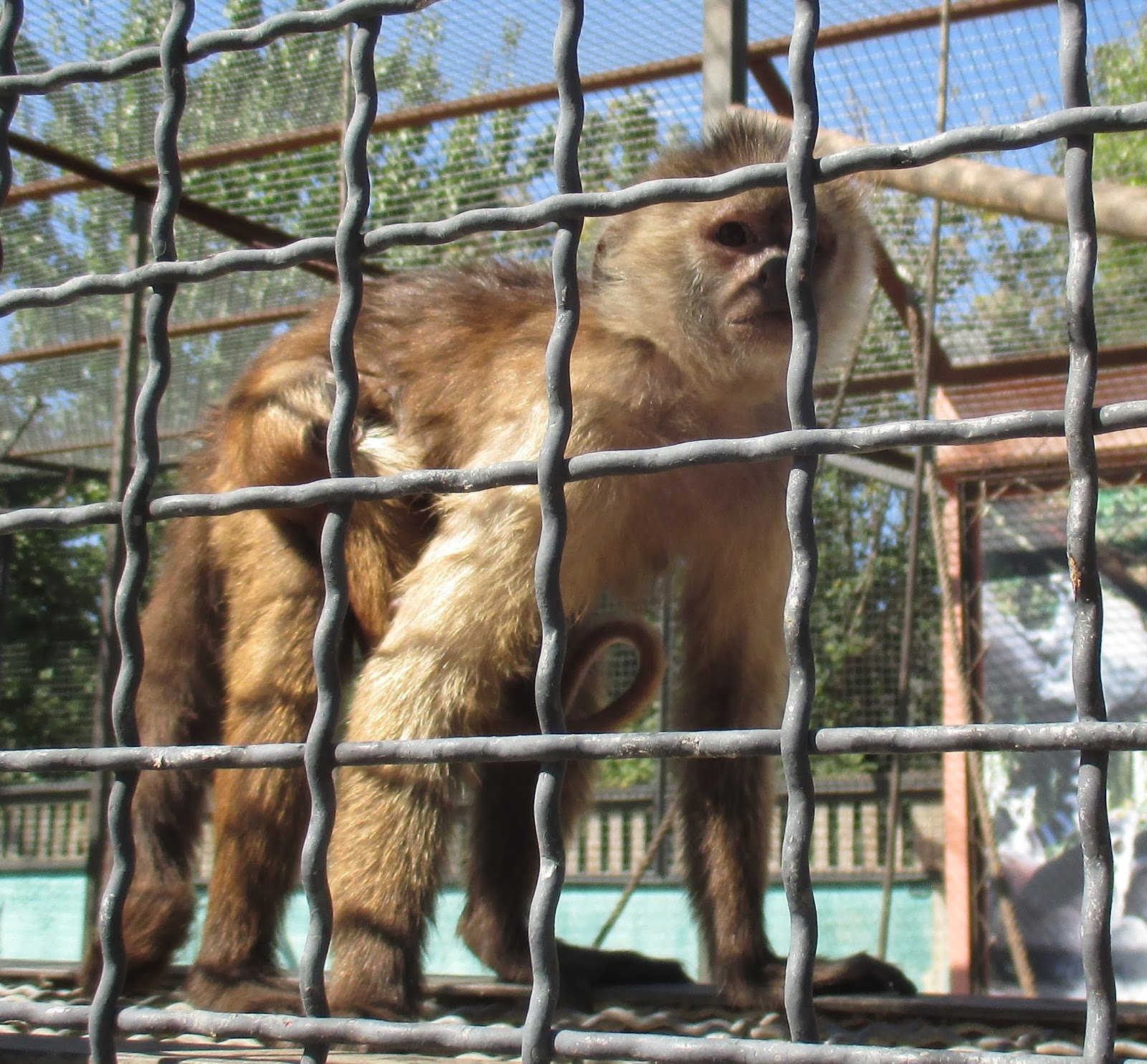обезьянки зоопарк тайган. парк львов тайган зоопарк. орангутанг дана в тайгане. тайган сафари парк обезьяны. обезьянки зоопарк тайган.