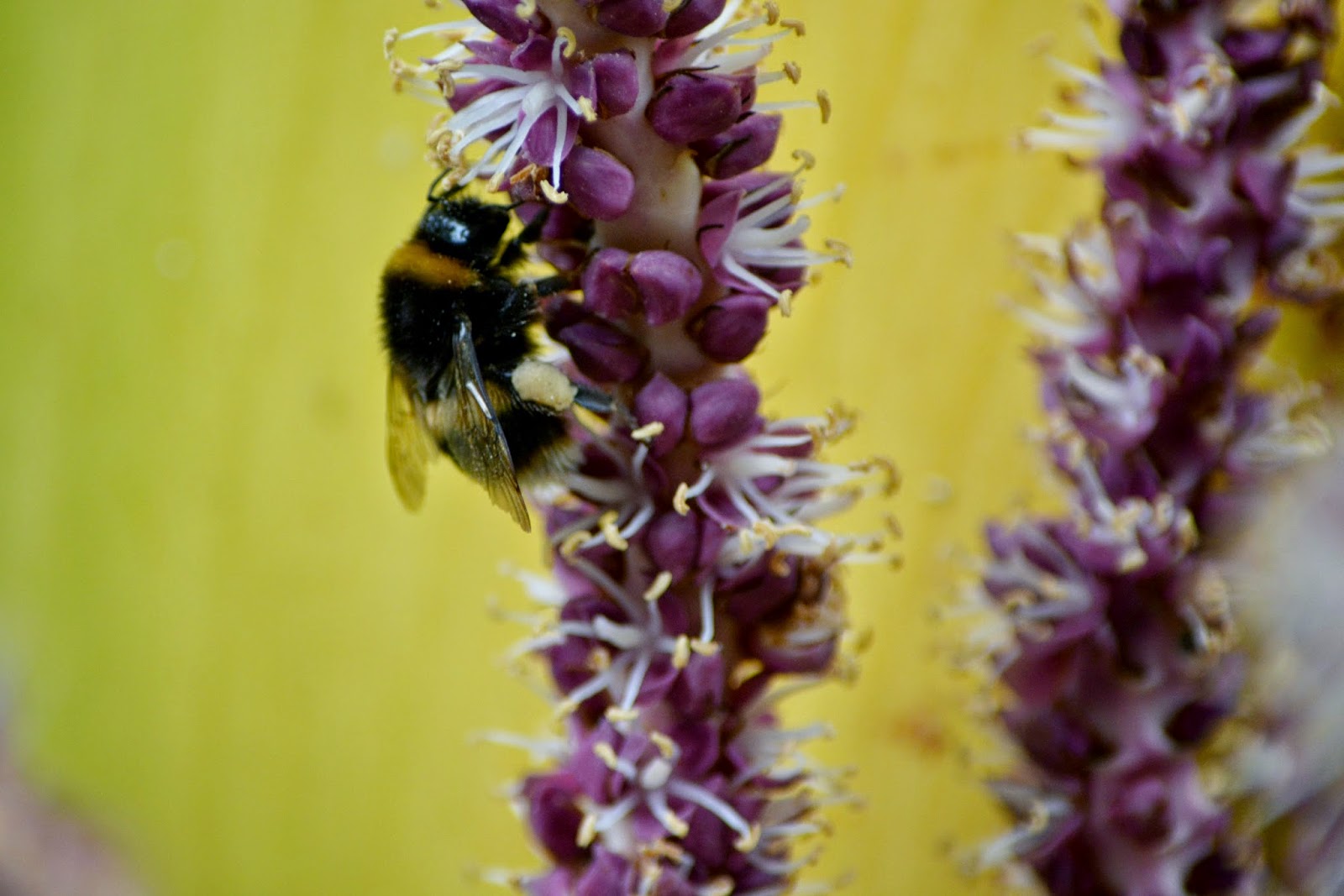 Photograph of a Bee in Tresco Abbey Gardens