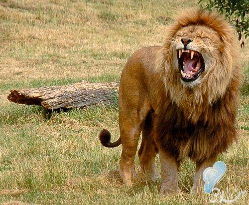 صور اسد ملك الغابة Photos Lion