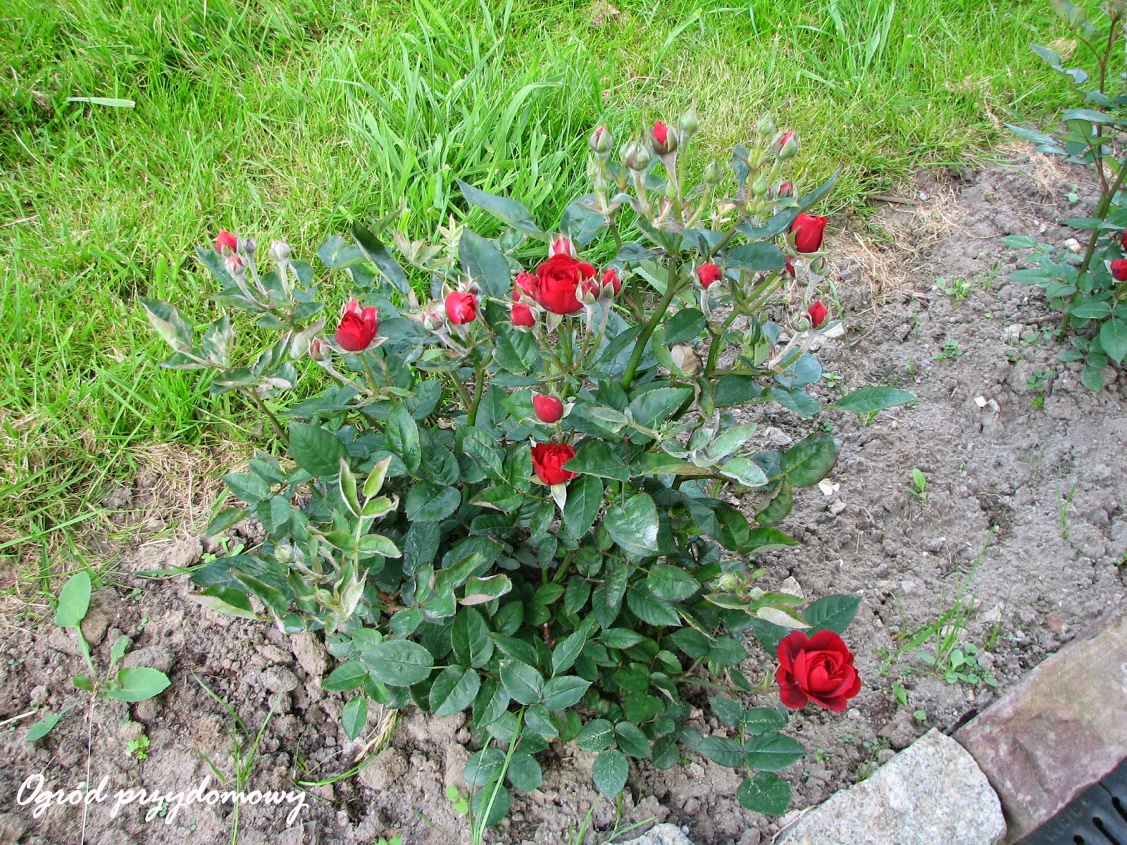 róże miniaturowe, ogród przydomowy, ogród za grosze