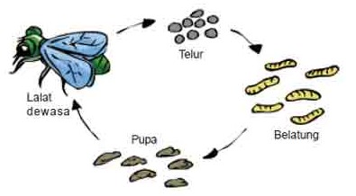 Contoh Soal  Tentang  Daur  Hidup  Hewan  Partles com