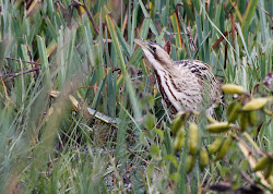 stodmarsh september nnr bittern juvenile