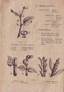 Buku Ilmu Ilmu Tumbuh-Tumbuhan Cetakan 1956