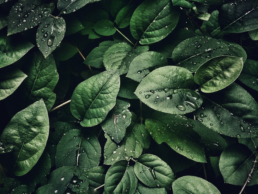 Close Up Photography of Leaves with Droplets Close Up Photography of Leaves with Droplets