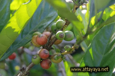 kopi luwak arabica biji kopi buah kopi pohon kopi