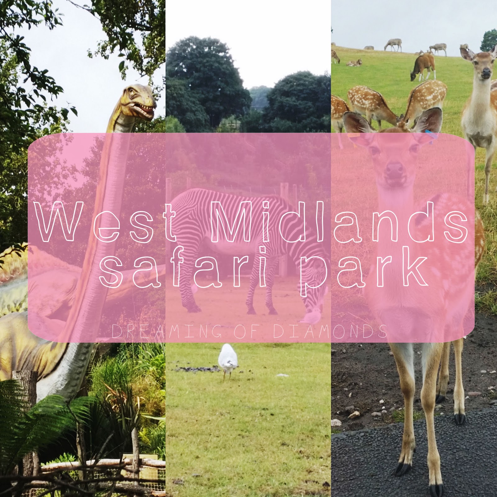 West Midlands Safari Park Blog