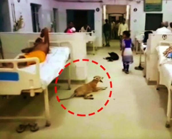 News, Lucknow, National, Hospital, Stray dogs seen inside govt hospital wards in UP