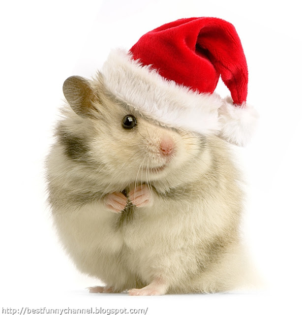 Very funny Christmas Hamster.