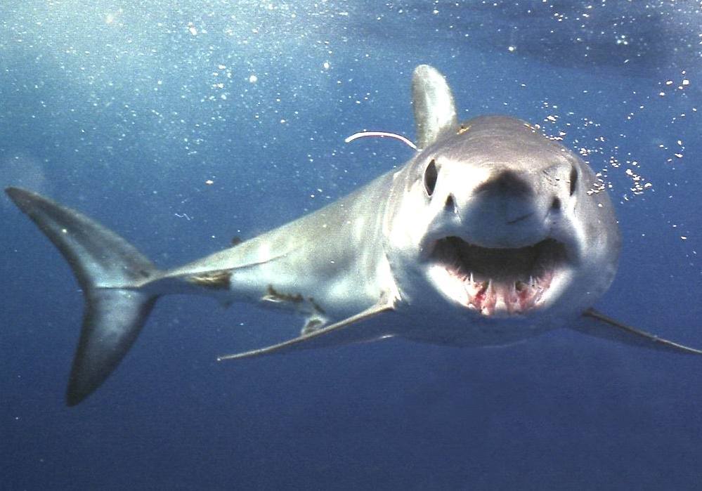 Shortfin Mako Shark Mako Shark Diet