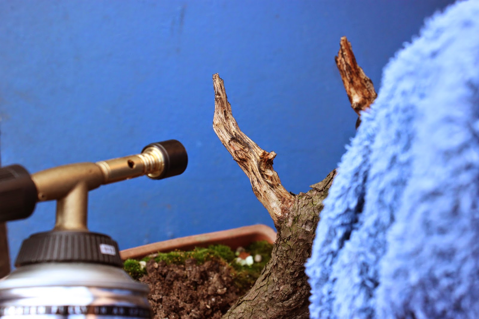 Yamadori Art UK Treatment of Raw Jins on Yamadori Mugo Pine