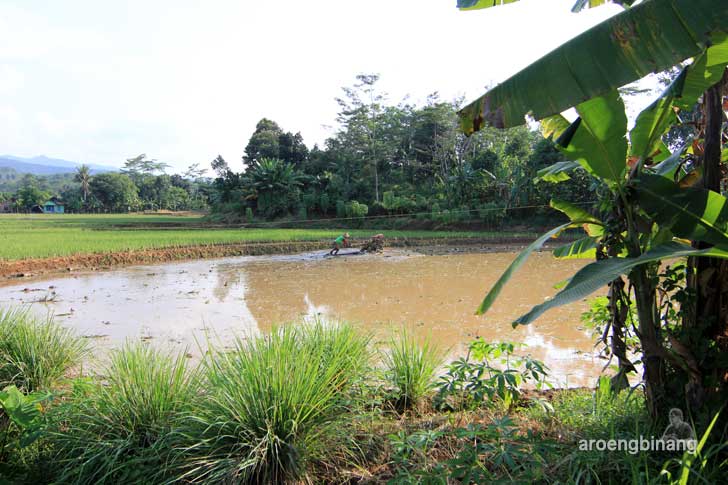 bendung padurekso karanggondang pekalongan