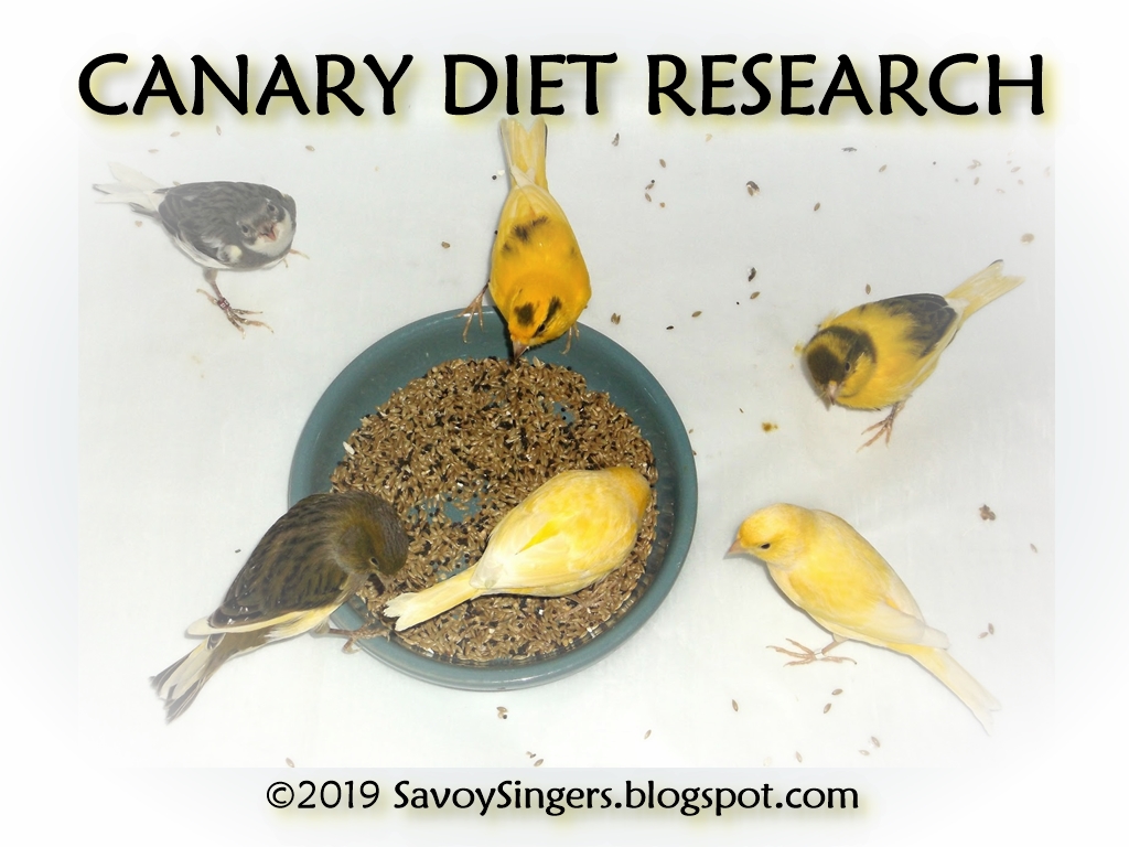 Savoy Singers Aviary My Canary DIET RESEARCH Finished!