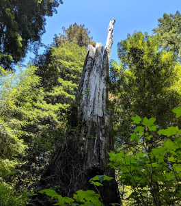 Us History Blog California Redwoods Redwood National Park