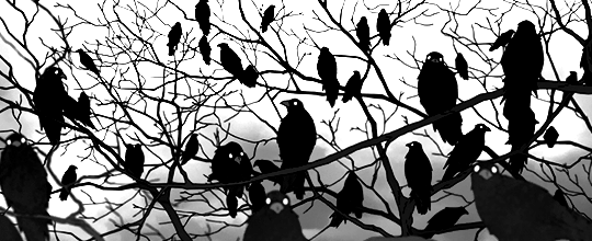 Songs Of Eretz Poetry Review A Murder Of Crows By Aparna Sanyal