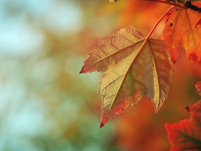 maple leaf normal resolution hd wallpaper