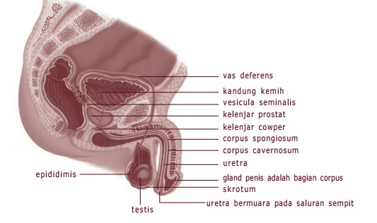 Sistem Reproduksi Pada Manusia Kelas 9