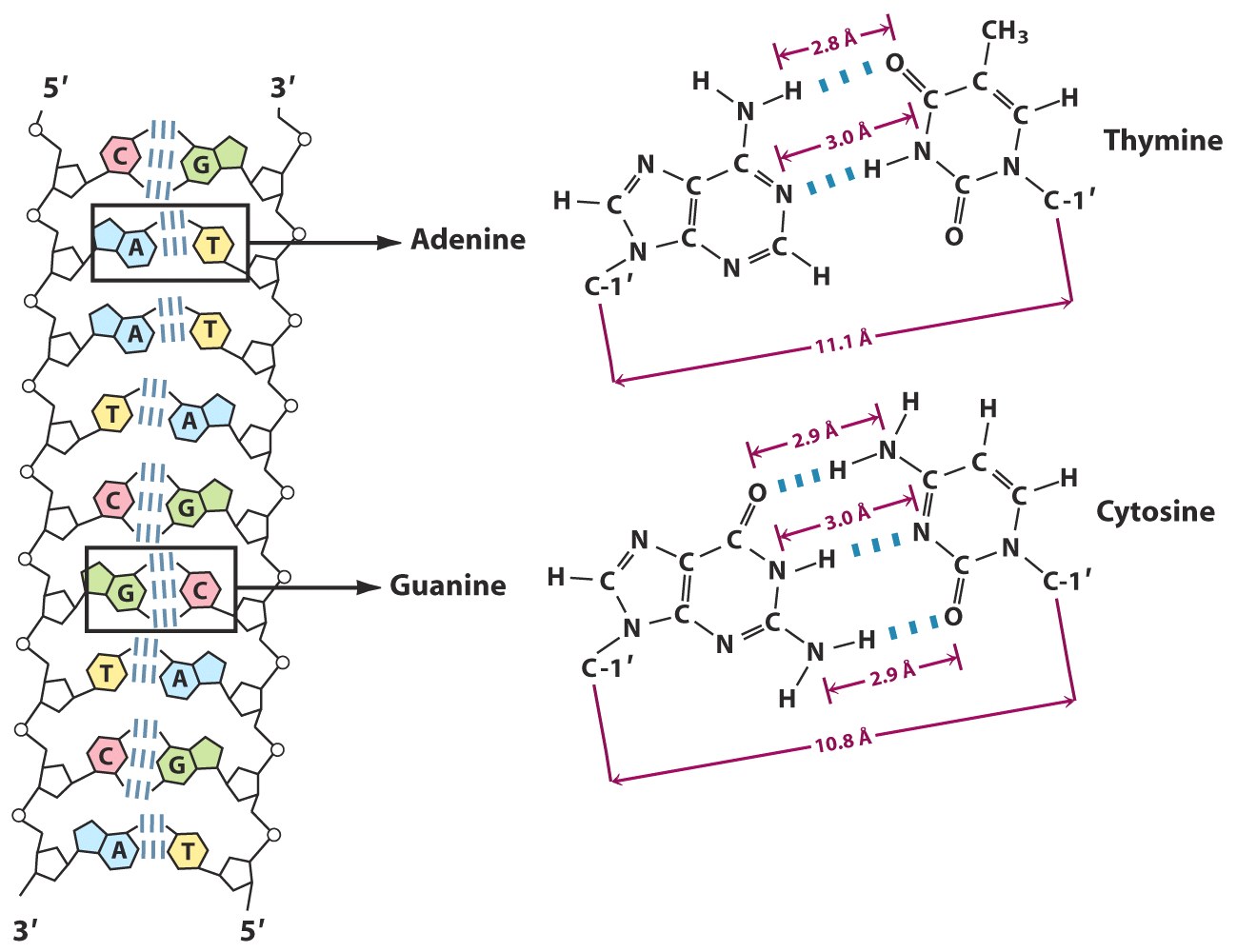 Водородный связи между аденином и тимином. Тимин аденин гуанин цепь. ДНК аденин Тимин. Аденин Тимин цепочка. ДНК Тимин гуанин.