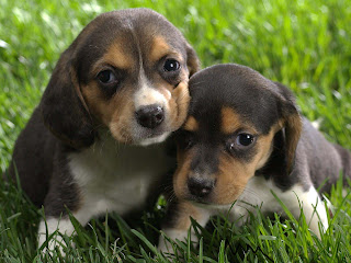 nice and attractive puppy pictures cute