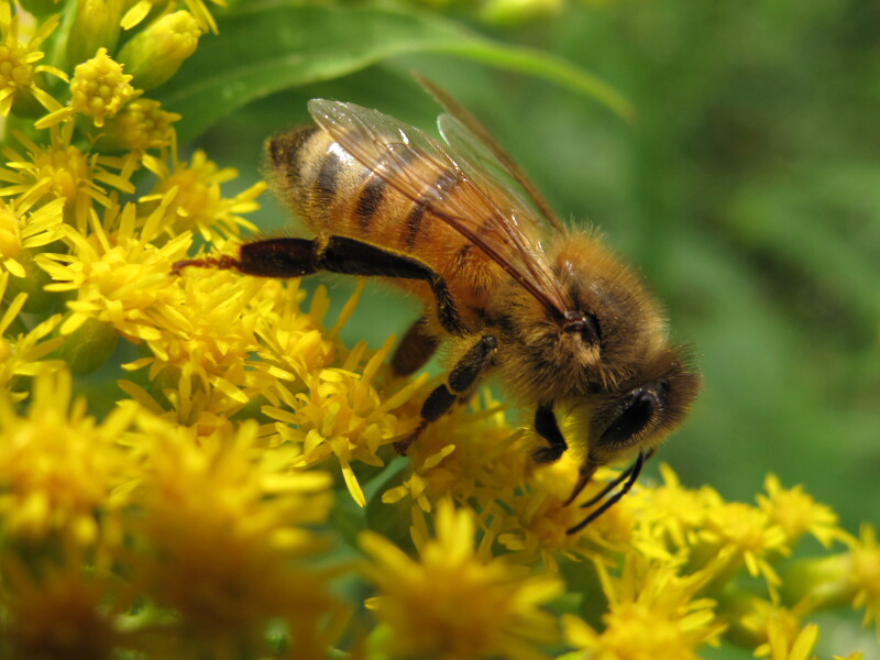 golden rule honeybee farm golden rule honeybee farm
