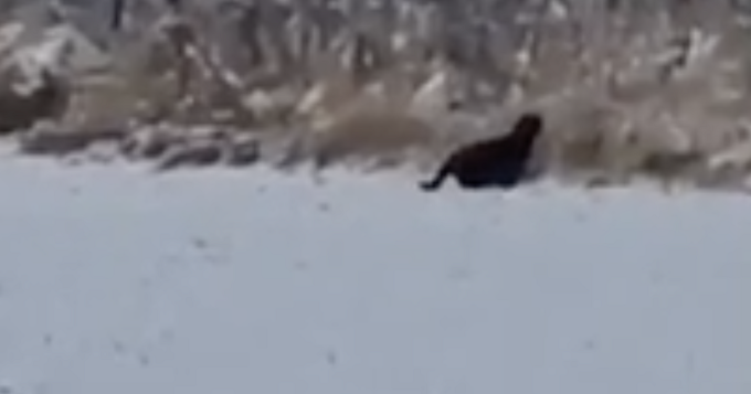 Szolnok és Újszász között láthatták a fekete párducot