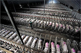 do factory farm cows reincarnate into humans