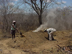 A produção de carvão vegetal na caatinga