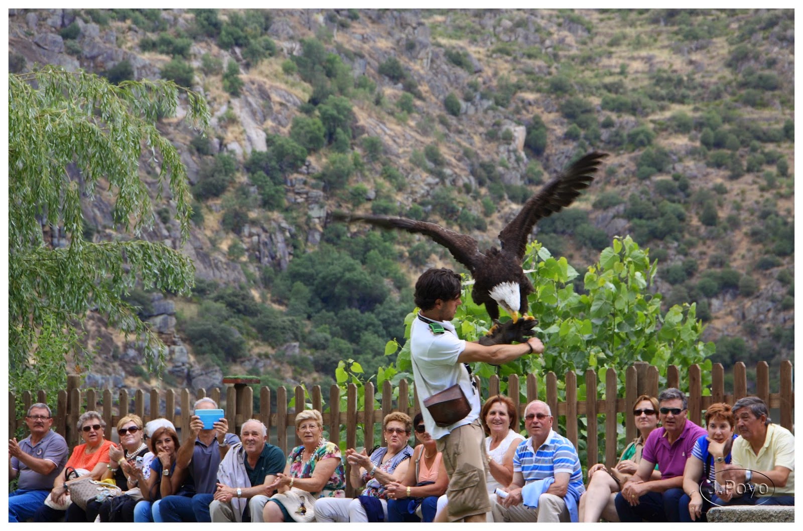 Exhibición de cetrería en la estación ambiental de Miranda do Douro