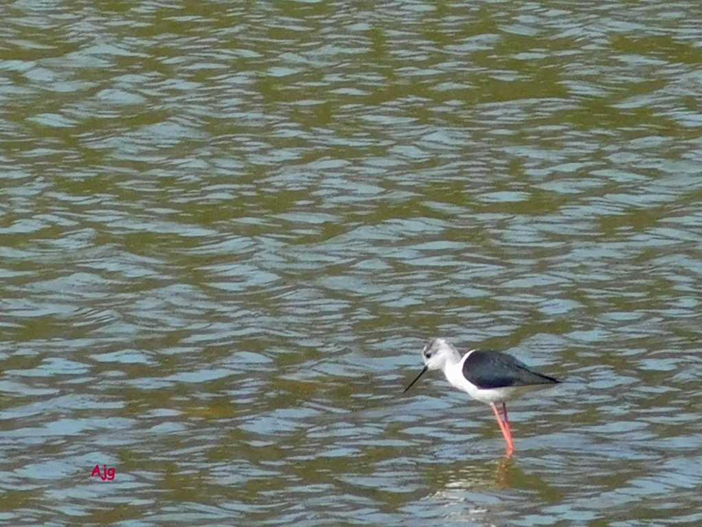 En Busca del Hada Azul Sendero del Guadiamar