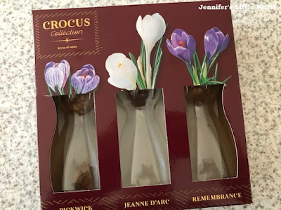 Crocus bulbs