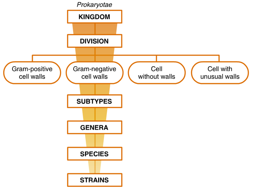 Basic Bacteriology Classification System