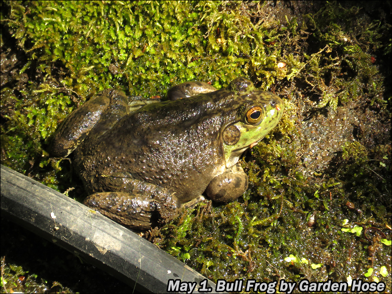 My Garden Bull frogs in my garden pond