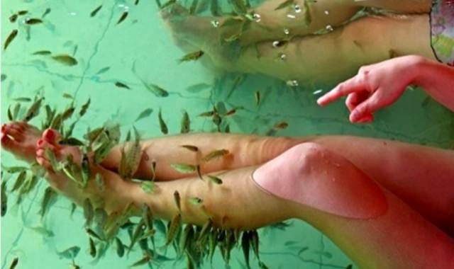 Spa Ikan Dapat Menularkan HIV Dan Hepatitis B spa ikan
