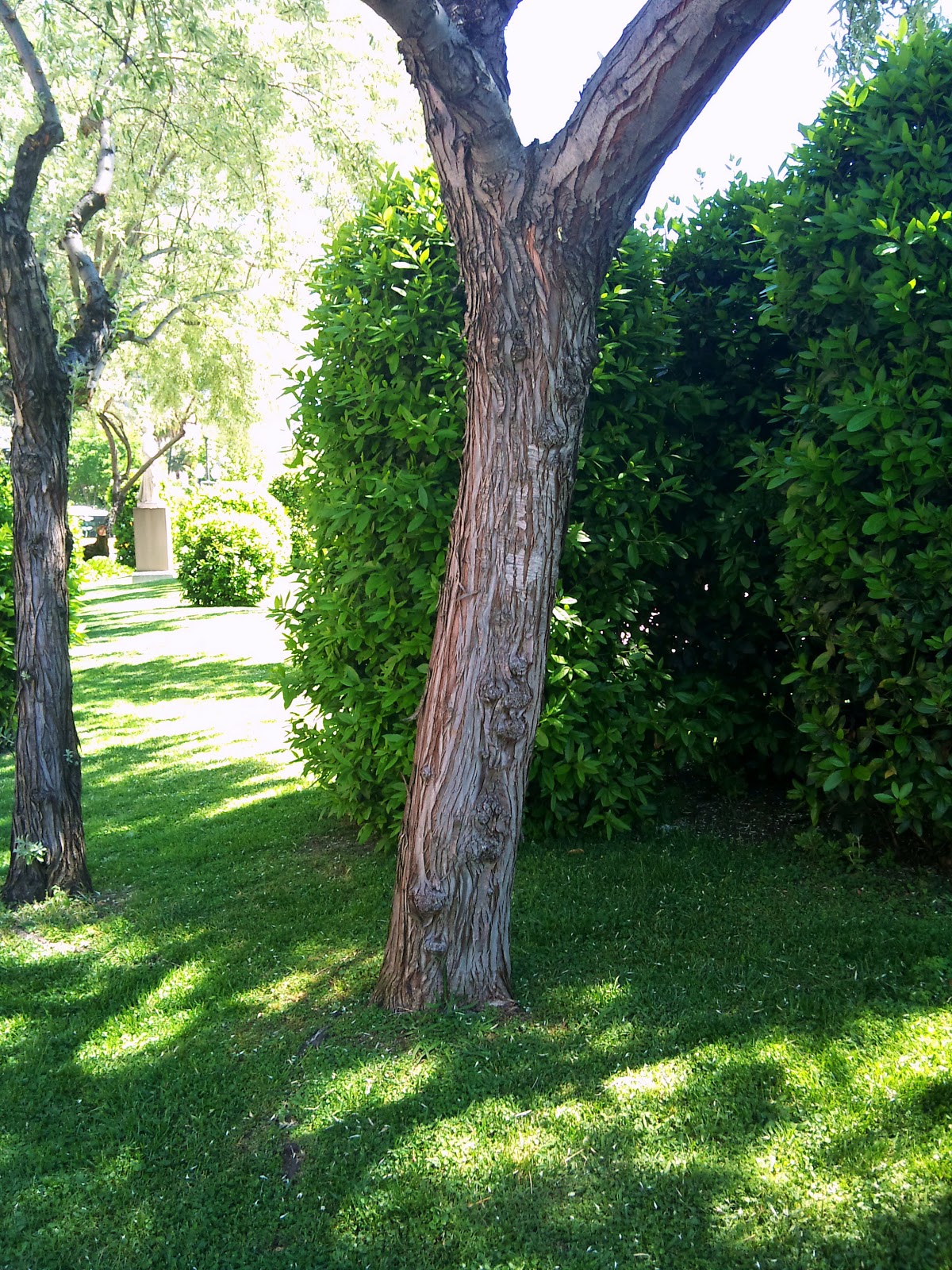 Árboles con alma: Árbol del paraiso. Arbre del paradís. (Elaeagnus