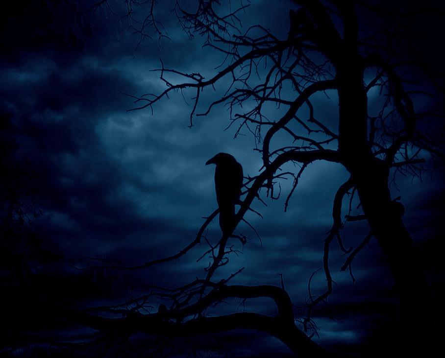 Night crows вороны. Мрачные вороны в лесу. Ворон в лесу. Птицы ночью. Черный ворон в лесу.