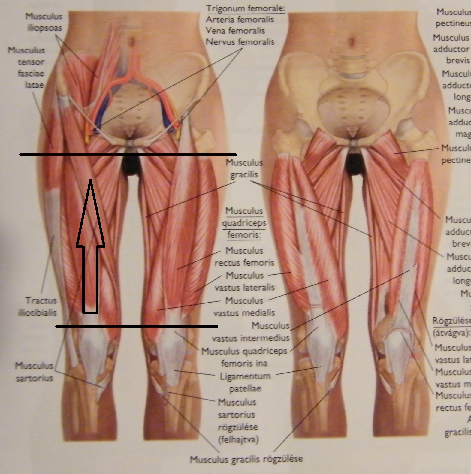 belső comb zsibbadás)