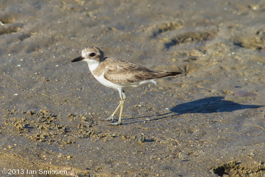 A passion for birds... Cairns Foreshore...again