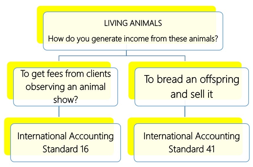 Accounting for Living Animals IAS 16 or IAS 41 Answer to the