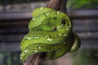 Beautiful Green Tree Python Or Emerald Tree Boa At Bali Bird Park Gianyar Bali