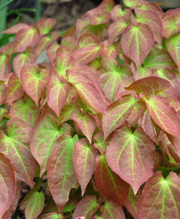 Image of Epimedium shade loving plant