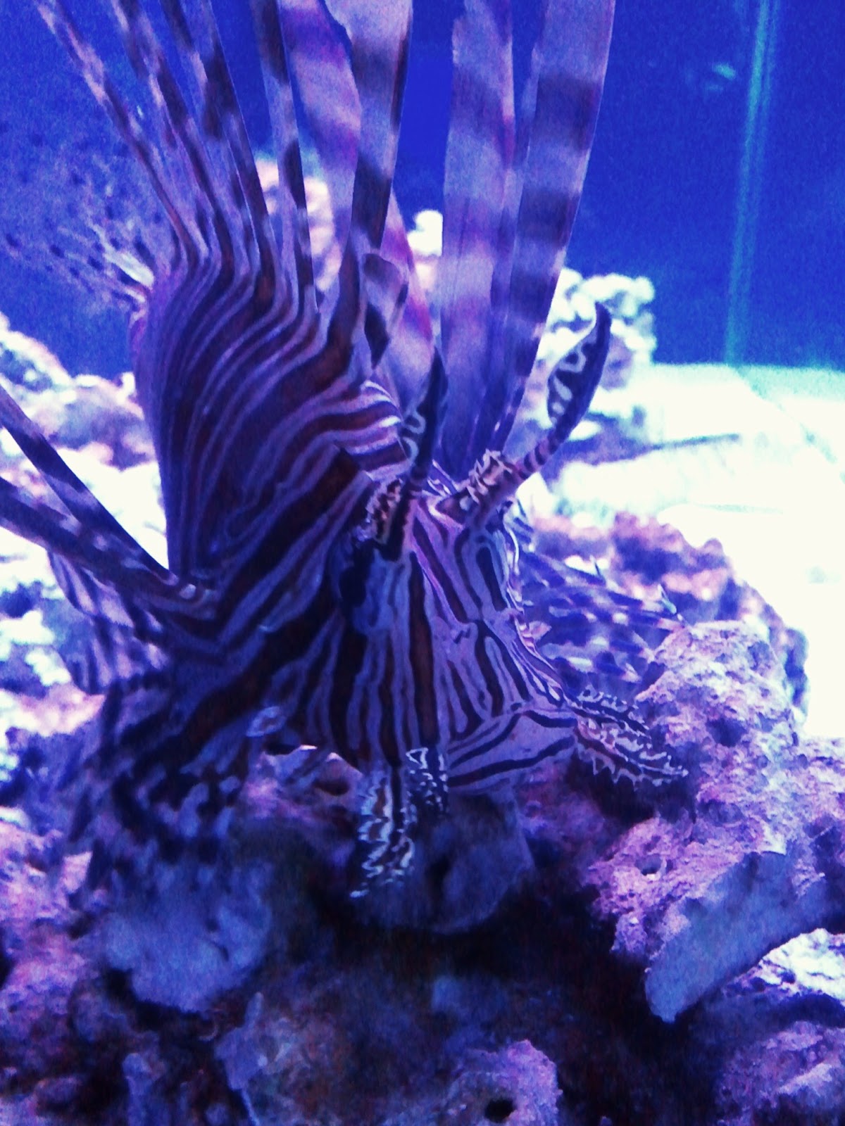 PORTLAND PHOTOGRAPHY AND FASHION Portland Aquarium in Milwaukee. 1st trip.