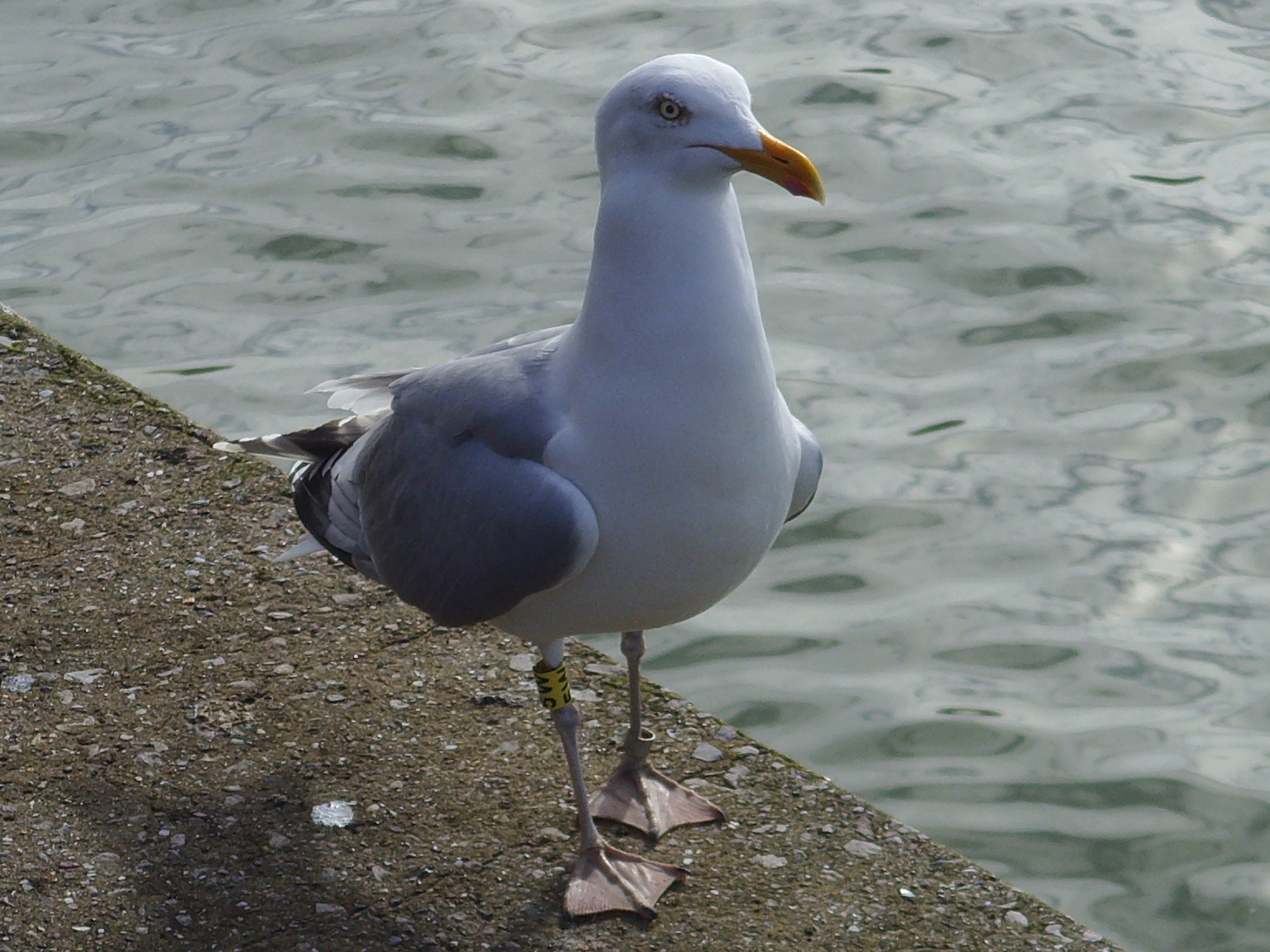 Linacre Blogger Colour ringed Herring Gull