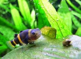 Pez Avispa Pez Avispa