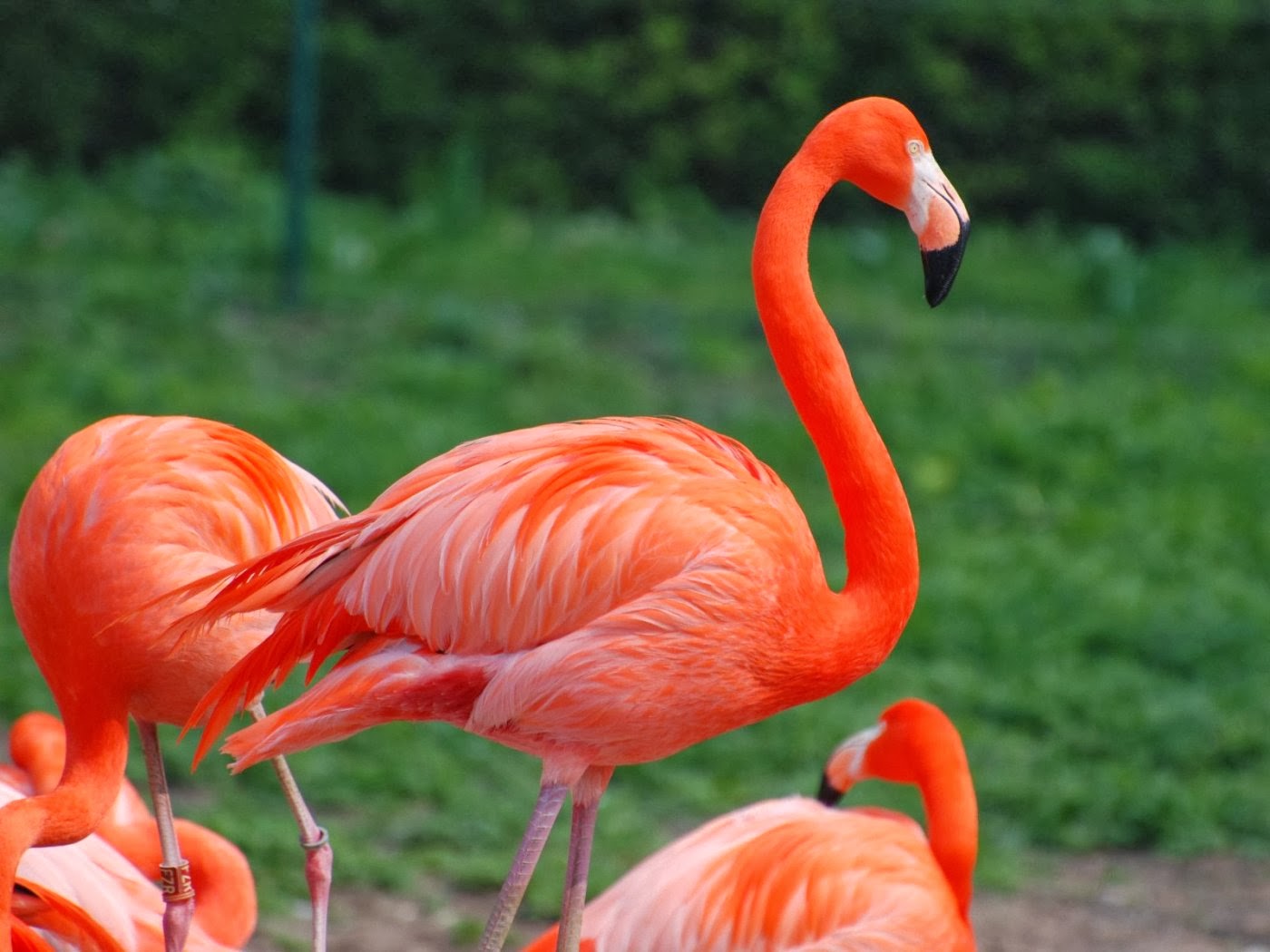 Flamingo Birds Free HD Wallpapers And Bio Everything 4u