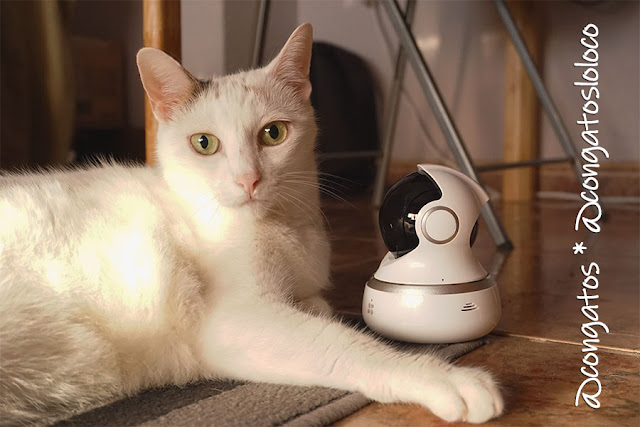 congatos congatosloloco EZVIZ cámara videovigilancia gatos 
