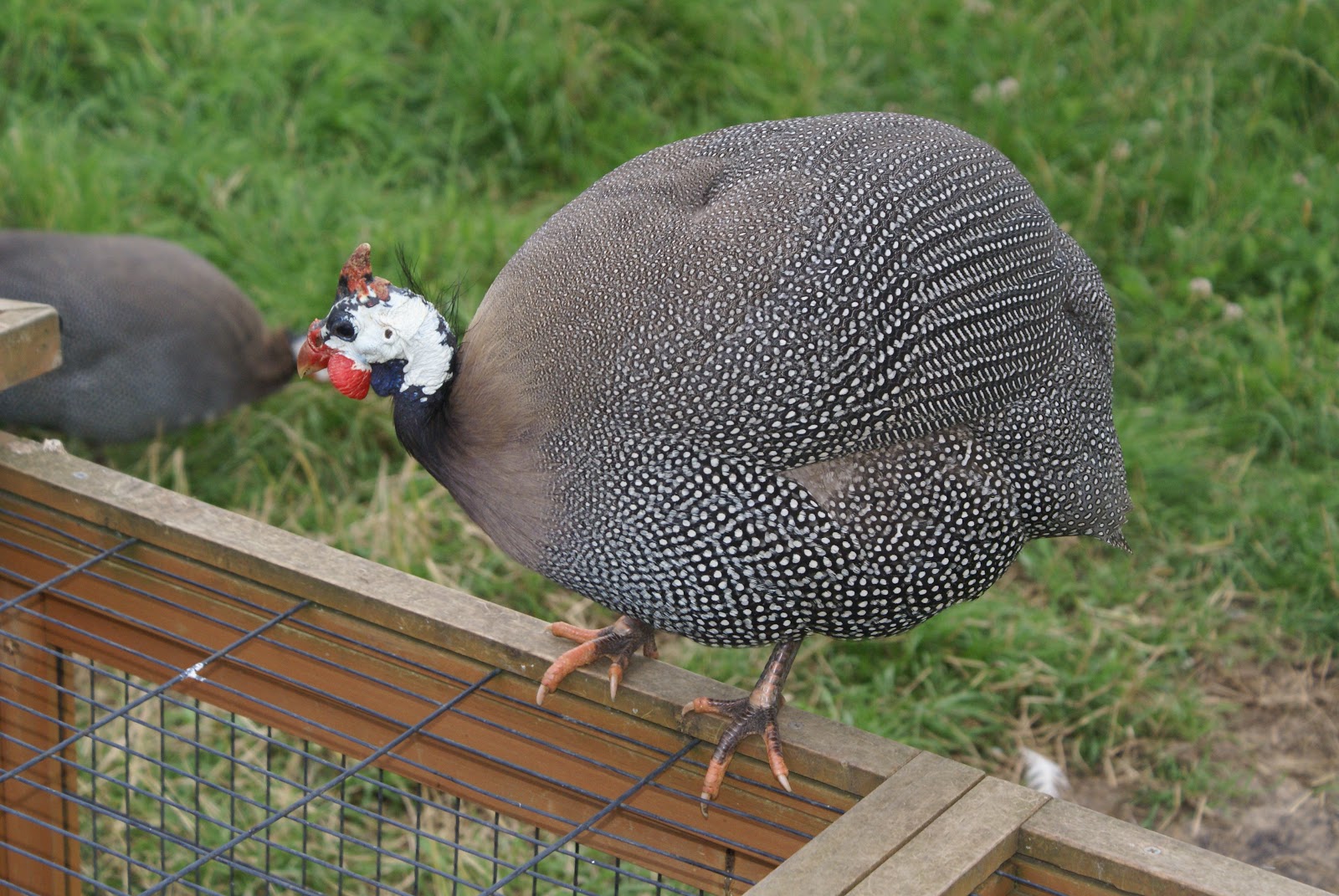 Tales from Swallow Farm A Tale of a West African Chicken