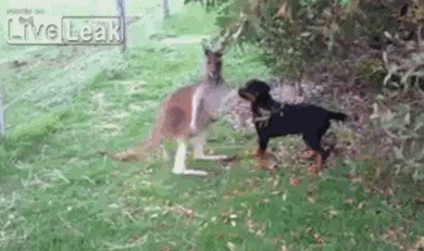 Funny animal gifs - part 101 (10 gifs), funny gifs, kangaroo and rottweiler dog play together