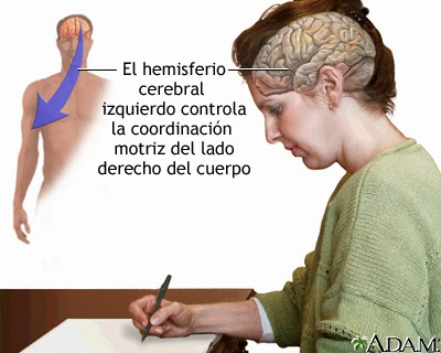 Lámina de mujer escribiendo con mano derecha.Se destaca hemisferio cerebral izquierdo.