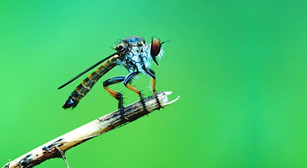 7 Spesies Serangga Paling Seram di Dunia