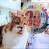 137 ΧΡΟΝΙΑ! Η μεγαλύτερη γάτα γιόρτασε τα γενέθλιά της...