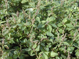 Amaranto (Amaranthus viridis) Amaranto (Amaranthus viridis)